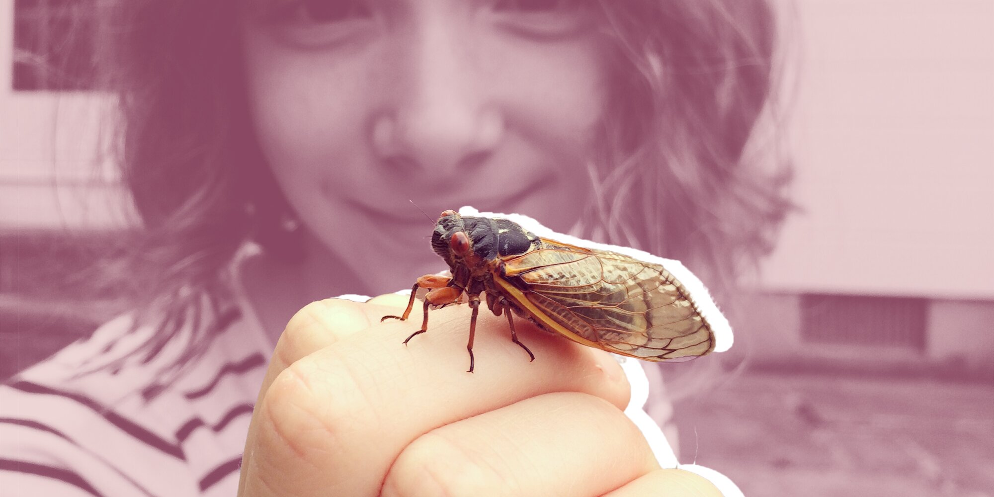 FDA Issues Warning Not to Eat Cicadas if You’re Allergic to Seafood-Here’s Why