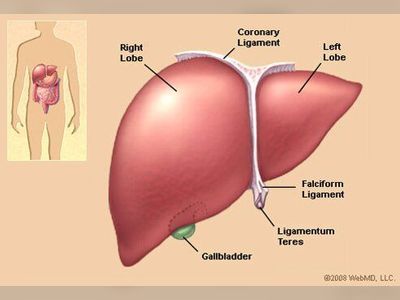 Liver Function: Tests, Diseases, Symptoms, Causes & Location